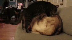 완벽한 침대를 만든 고양이