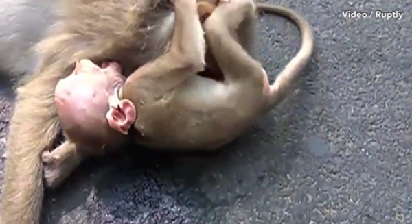 monkey2