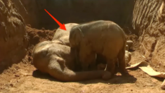 ‘엄마 일어나’ 다친 어미를 깨우는 새끼 코끼리