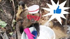 설거지 하는 원숭이