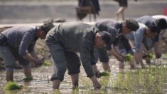“식량난” 주장 북한, 지난 1~4월 중국에서 ‘담배’ 더 많이 수입