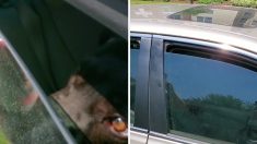 땡볕에 차에 갇혀 창문 틈으로 생수 2병 비운 강아지