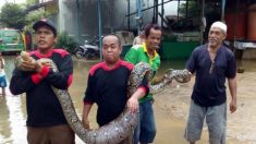 홍수 뒤 주민이 기르던 ‘애완용 동물’ 사라진 인도네시아 마을 상황