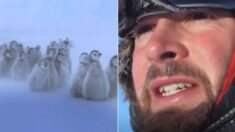 남극 펭귄 구하기 위해 ‘생태계 개입 금지’ 불문율 깨뜨린 사람들의 최후