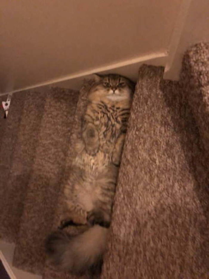 My Cat Furgus. He Also Doubles Up As A Step My Cat Furgus. He Also Doubles Up As A Step