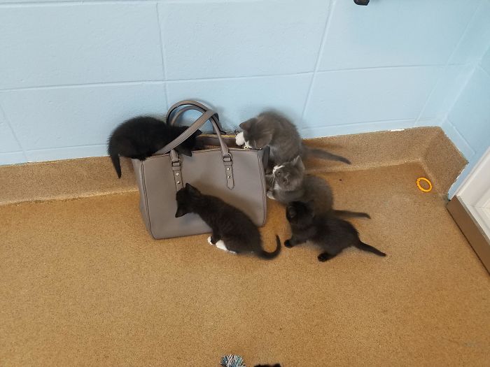 Went To Volunteer At The Humane Society, And The Security Bag Check Was Pretty Intense Went To Volunteer At The Humane Society, And The Security Bag Check Was Pretty Intense