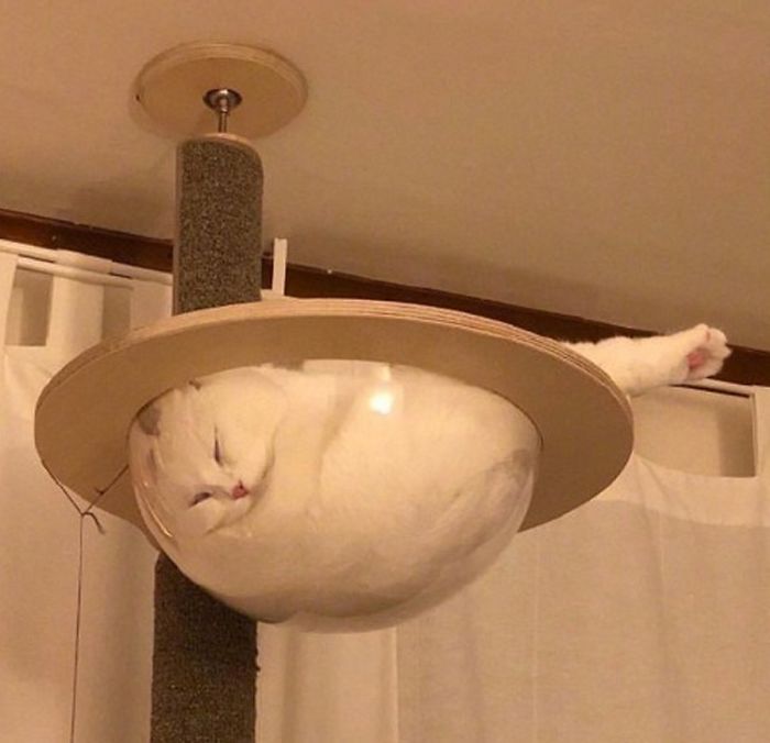 Another Proof That Cats Are Liquid Another Proof That Cats Are Liquid