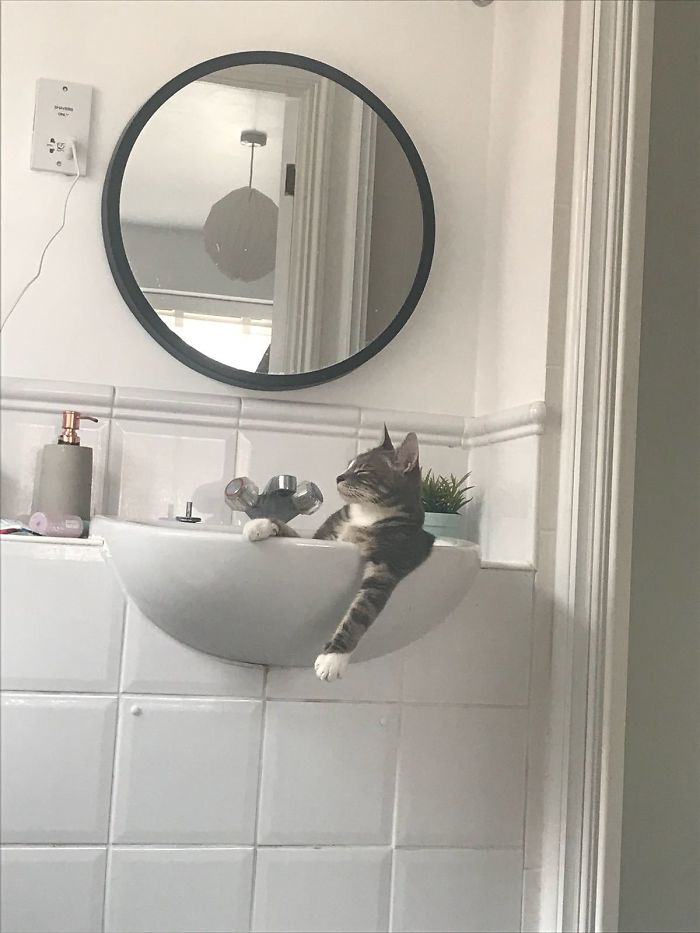 My Cat When He Thinks There's No One Home My Cat When He Thinks There
