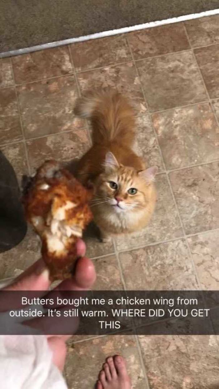 Well If You Don't Eat The Raw Dead Birds He Brings, This Is The Next Logical Step Well If You Don