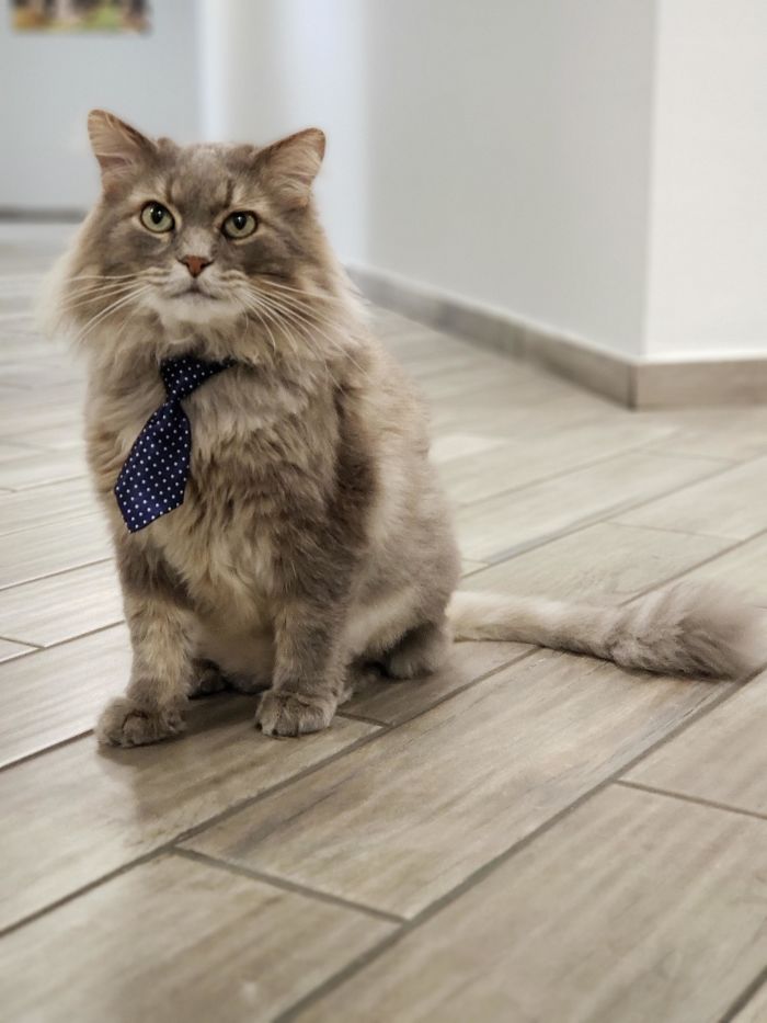 My Office Lets Me Bring My Cat To Work, So I Bought Him Some Ties My Office Lets Me Bring My Cat To Work, So I Bought Him Some Ties