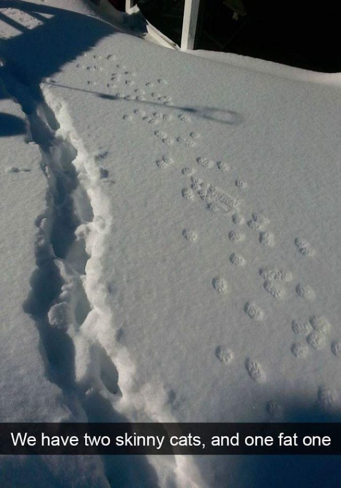 Skinny Cat Vs Fat Cat (Snow Edition) Skinny Cat Vs Fat Cat (Snow Edition)