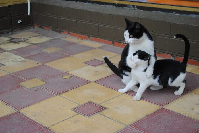 I'm Terribly Sorry, Madam. I Have Absolutely No Idea Where He Learned That Word I