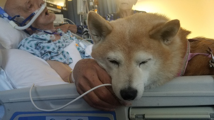 Powerful Human-Animal Bond Until Death Powerful Human-Animal Bond Until Death