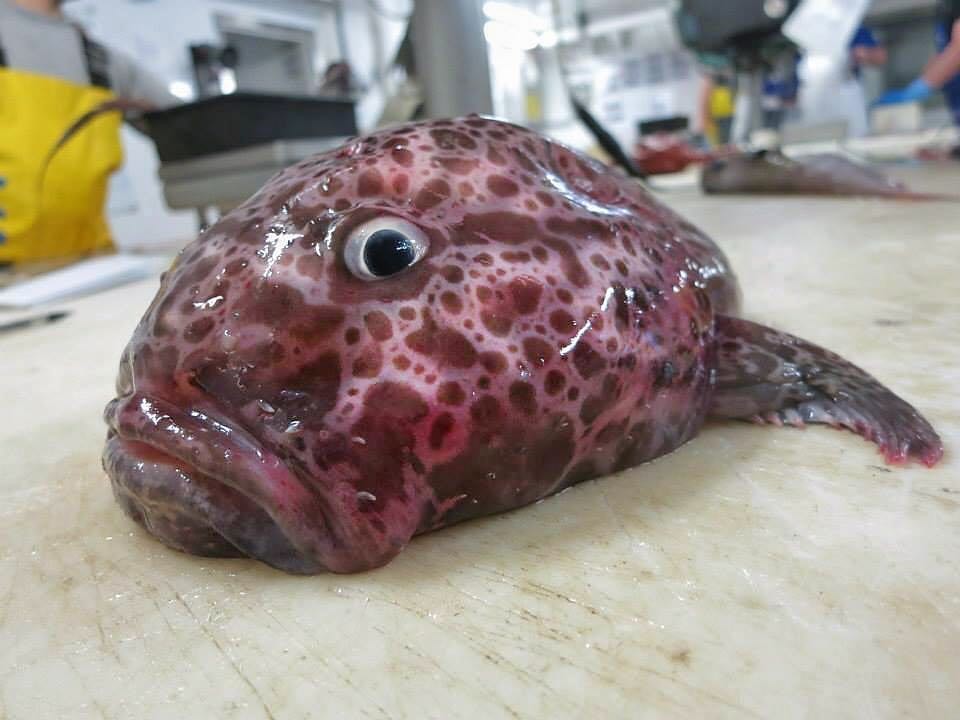 %image_alt%