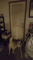 How My Puppy Greets Me When I Get Home From Work How My Puppy Greets Me When I Get Home From Work