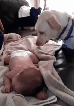 Dog Takes Care Of Baby Dog Takes Care Of Baby