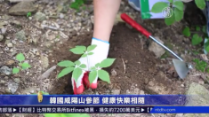 中 관광객도 소문 듣고 발길 <함양산삼축제>