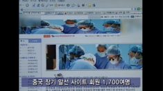 중국 원정장기이식 알선 총책 체포, 도피 8년만에