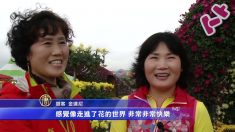 오색국화의 향연, ‘가고파국화축제’