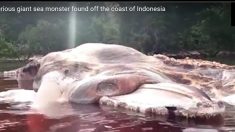 인도네시아에서 발견된 길이 15m 괴생물체의 정체는?