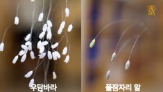[영상] 우담바라와 풀잠자리알 비교해보세요