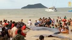 [영상] 브라질 해변으로 떠 밀려온 혹등고래 살리기 대작전