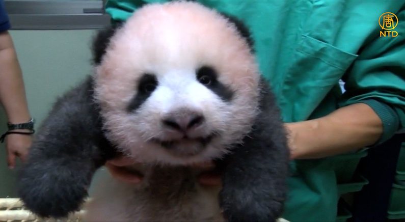 [영상] 도쿄 우에노 동물원, 3개월 된 아기 판다 공개