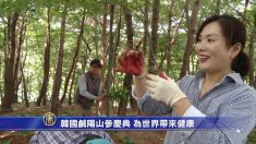 [영상] 글로벌 건강 지킴이, 함양산삼축제