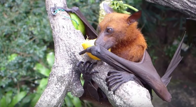 ‘개’와 똑 닮은 박쥐, 아프리카에서 발견되다