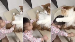 (영상) 자신을 귀여워해 주는 아기에게 ‘독특한 방식’으로 애정표현하는 고양이