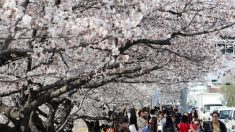 ‘전국이 분홍빛으로’…벚꽃축제 오늘 일제히 개막