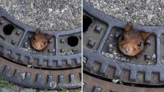 맨홀 뚜껑에 ‘제대로 낀’ 다람쥐, 소방관 경찰 수의사까지 투입해 구조