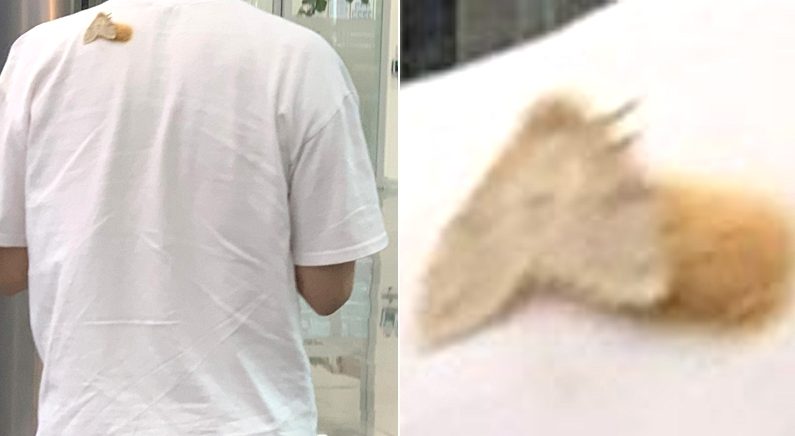 “나방이 제 옷에 들러붙어서 ‘알 300개’ 낳았어요”