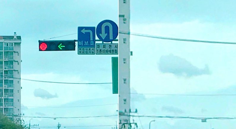 “지나가는 길에 하늘을 올려다봤는데, 고래가 날고 있었어요”