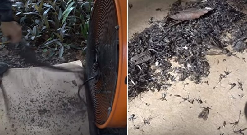 직접 만든 대형 트랩 설치해 ‘모기 8천마리’ 대량 학살한 남성 (영상)