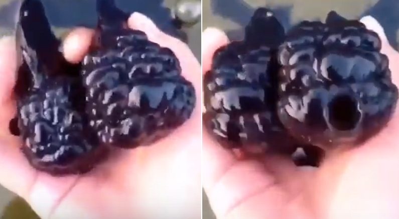 “포도 젤리인 줄 알고 만졌는데, 살아 움직이고 있었다” (영상)