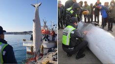 울진 앞바다서 그물 걸려 죽은 지 한 달 만에 발견된 밍크고래