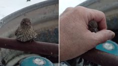 쇠파이프에 얼어붙은 참새의 두발을 따뜻한 ‘입김’으로 녹여준 남성 (영상)