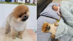 폭풍 질투하더니 아기처럼 눕혀 쓰담쓰담 해 주자 해맑게 웃는 댕댕이