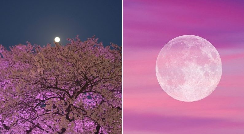 벚꽃 절정인 내일(7일) 밤, 올해 가장 큰 보름달인 희귀 ‘핑크문’ 뜬다