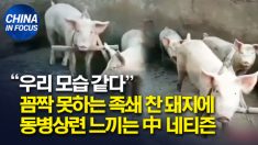 ‘족쇄 찬 돼지’ 영상에 동병상련 느끼는 중국 네티즌들