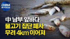 중국 남부 물고기 떼 죽음.. 사체 띠 4km 이어져