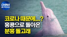 홍콩에 돌아온 희귀 ‘분홍 돌고래’.. “어서와!”