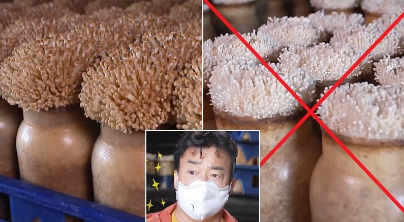 백종원이 “우리가 갈색 팽이버섯 먹어야 한다”고 호소한 이유