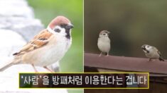 “지금까지 인간은 참새에게 이용당하고 있었다”