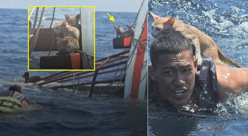 침몰하는 어선에 남아 있던 고양이 ‘등에 업고’ 필사적으로 헤엄쳐 나온 해군