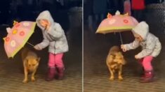 거리에서 비 맞는 유기견에게 자신이 가진 ‘알록달록 우산’ 양보한 소녀 (영상)