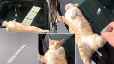 모르는 사람 차 위에서 벌러덩 누워 낮잠 즐기다가 딱 걸린 고양이 (영상)