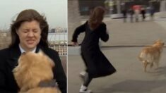 생방송 중 마이크 물고 도망친 강아지와 뒤쫓는 기자의 숨 막히는 ‘추격전’ (영상)
