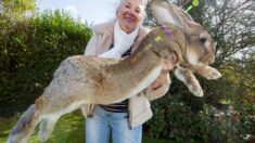 몸길이 129㎝, 세계에서 가장 긴 토끼가 밤사이 사라졌다